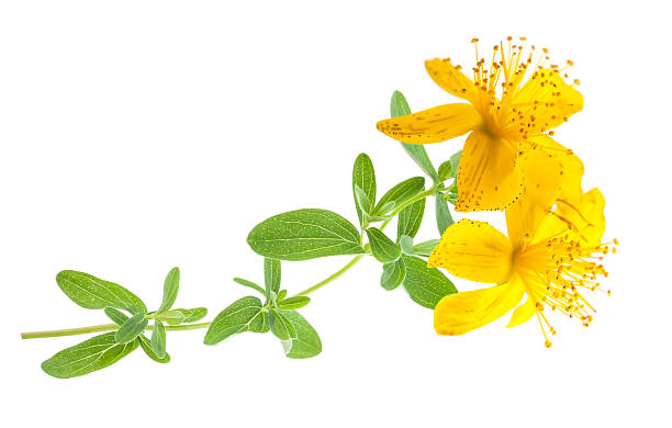  St. Johns Wort
