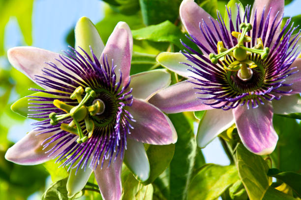 Passionflower
